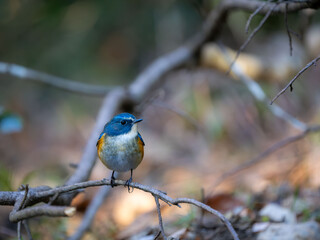 森の中で枝に留まっているルリビタキの雄