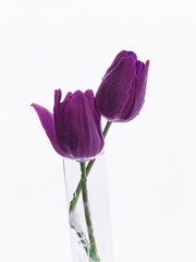 Two purple tulips in a glass on white background