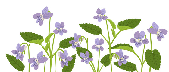 heath violet, viola, field flowers, vector drawing wild plants at white background, ,floral element, hand drawn botanical illustration - obrazy, fototapety, plakaty
