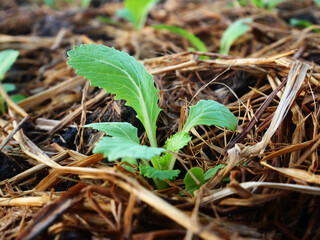 close up on  planting seedlings salad in a vegetable garden Plant vegetables in the soil in vegetable plots organic vegetable 