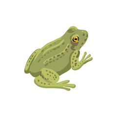 vector drawing grass frog isolated at white background, hand drawn illustration - 776728234