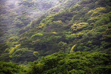 奄美地方梅雨入り間近