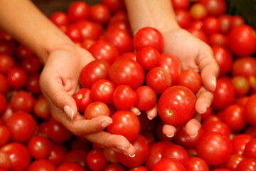 tomatoes in hands