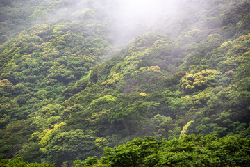 奄美地方梅雨入り間近