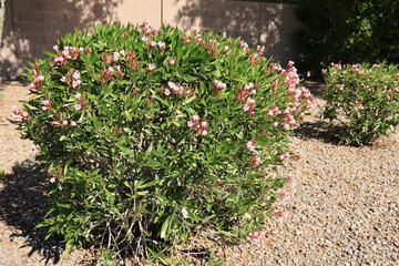 Fototapeta na wymiar Arizona drought tolerant Dwarf Pink Oleander or Nerium Petite Oleander with soft pink flowers during Spring bloom