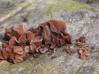 切り株に生えたキノコのキクラゲ