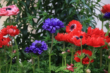 Fototapeta premium 花壇に生えるカラフルなアネモネの花