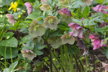 地面に近い場所で咲くクリスマスローズの花