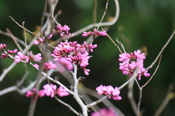 春に咲き始めたピンク色のハナズオウの花