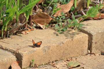 地面にとまる1匹のオレンジ色の小さな蝶々のベニシジミ