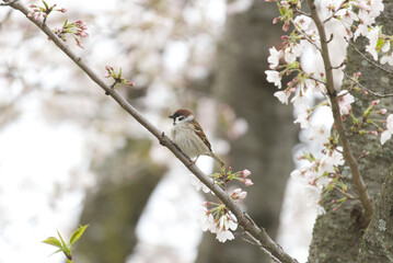 桜の木に止まる雀
