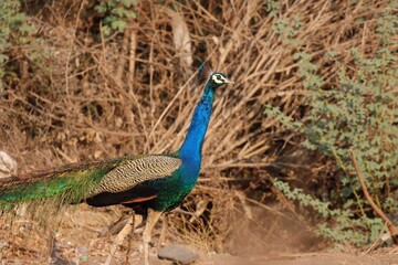 Obraz premium Close-up portrait of a male peacock displaying beautiful plumage