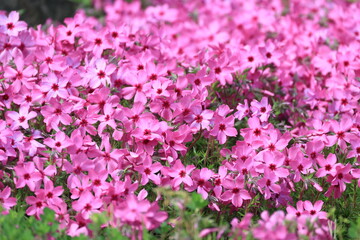 群生して咲く開花したピンク色のシバザクラの花