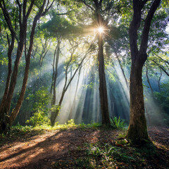 나무사이로 햇빛이 스며드는 숲속