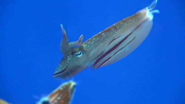 Kobi Cuttlefish, sepia kobiensis, raising arms and swimming in the water. 4K