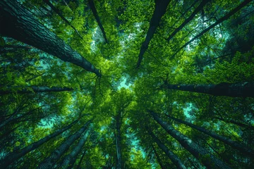 Foto op Canvas A photo of a lush green forest with its trees reaching up to the sky © Veniamin Kraskov