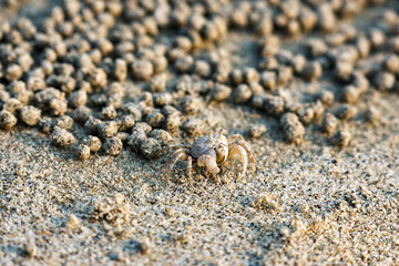 A closeup Ghost crab on the beach is making many balls of sand on the beach. In fact, it was eating the nutrients in the sand by the sea.