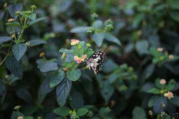 Selective focus brightly colored butterflies perched on small colorful flowers. Surrounded by green leaves