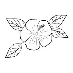 Rose illustration line art in white background
