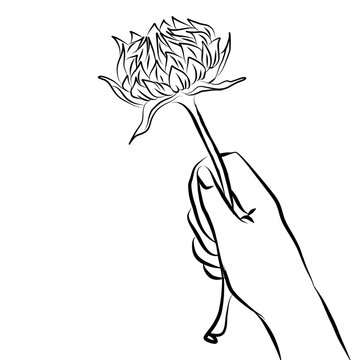 Rose illustration line art in white background
