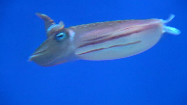 Kobi Cuttlefish, sepia kobiensis, raising arms and swimming in the water. 4K