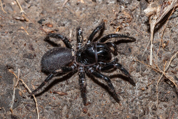Blue Mountains Funnel-web Spider