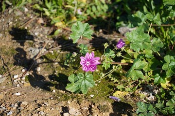 Common mallow, or Malva sylvestris flowers