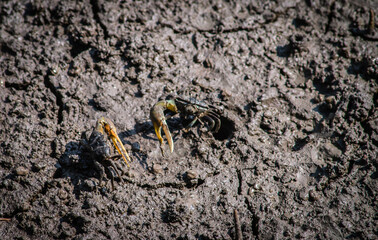 Finger-clawed crabs come out of their holes to find food on the mudflats in the mangrove forest.