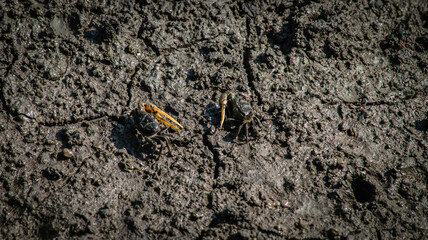 Finger-clawed crabs come out of their holes to find food on the mudflats in the mangrove forest.