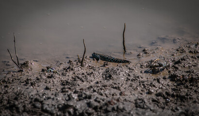 Mudskipper fish float in the water near the mangroves looking for food.