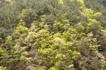Fototapeta na wymiar fresh green mountain scenery of April