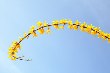 yellow forsythia in the blue sky