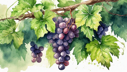 Watercolor drawing of a hanging grape vine with green leaves and bunches of ripe grapes - obrazy, fototapety, plakaty