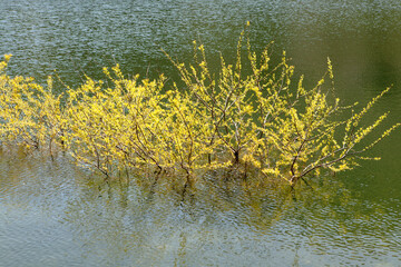 Obraz na płótnie Canvas a yellow tree on the lake