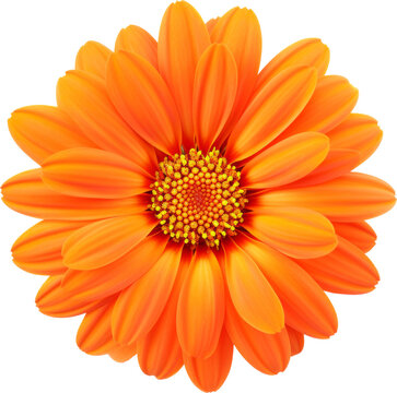 orange flower bloom isolated on white or transparent background,transparency