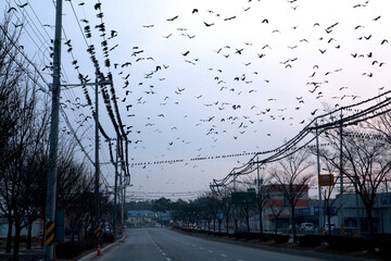 crows on the wires