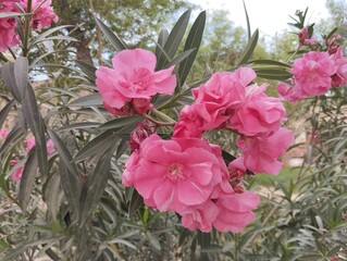 pink flowers in a garden