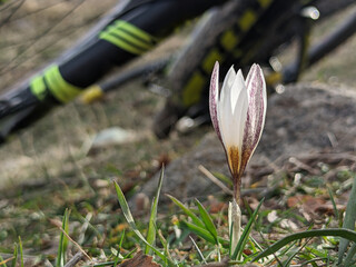 Spring crocus flowers on a blurred background with grass and a bike. Springtime day. Close-up with...