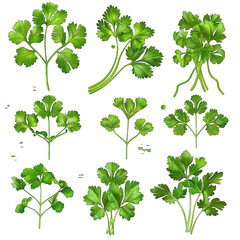 Fresh and Vibrant Cilantro Coriander Illustration Set for Print and Design Projects - Vector Clipart on White Background