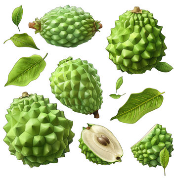 Vibrant 3D Cherimoya Illustration on White Background - Realistic Vector Clipart Design for Print and Web