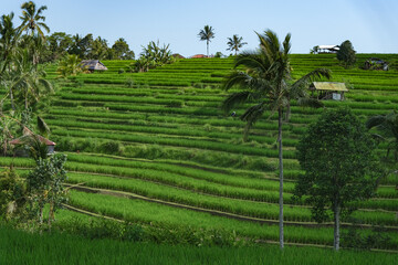 Fototapeta na wymiar rice terraces in Bali island