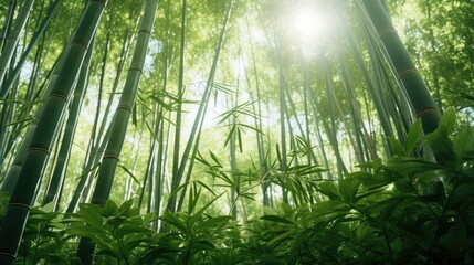 greenery bamboo environment
