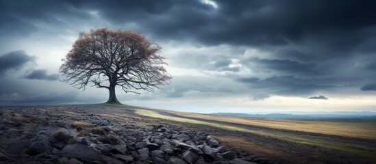 Solitary tree situated atop a rugged hill surrounded by rocks with overcast skies in the background - obrazy, fototapety, plakaty