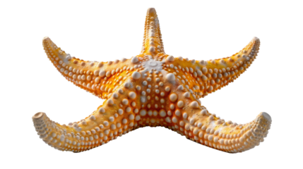 Starfish isolated on a white background. 3d render illustration.