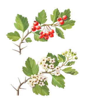 Hawthorn Hand Drawn Pencil Illustration Isolated on White with Clipping Path