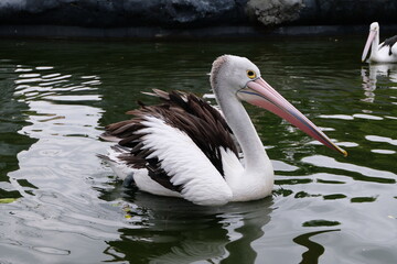 Australian pelican (Pelecanus conspicillatus) floating on water. Australian pelican is a large waterbird in Pelecanidae Family. Bird in natural environment.