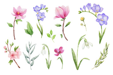 Snowdrop, sakura, freesia and magnolia, pink flower and eucalyptus leaves watercolor drawings. Hand drawn illustration isolated on white background. - obrazy, fototapety, plakaty