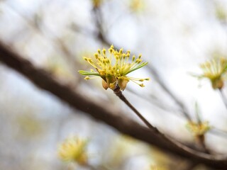 산수유, 봄꽃, 꽃잎
