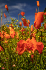 Close up view of Orange poppy flowers in the meadow.