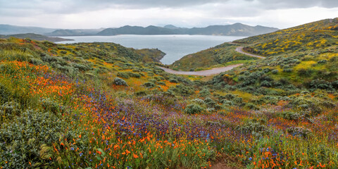 View of colorful wildflowers, Golden poppies at Diamond Valley Lake, California